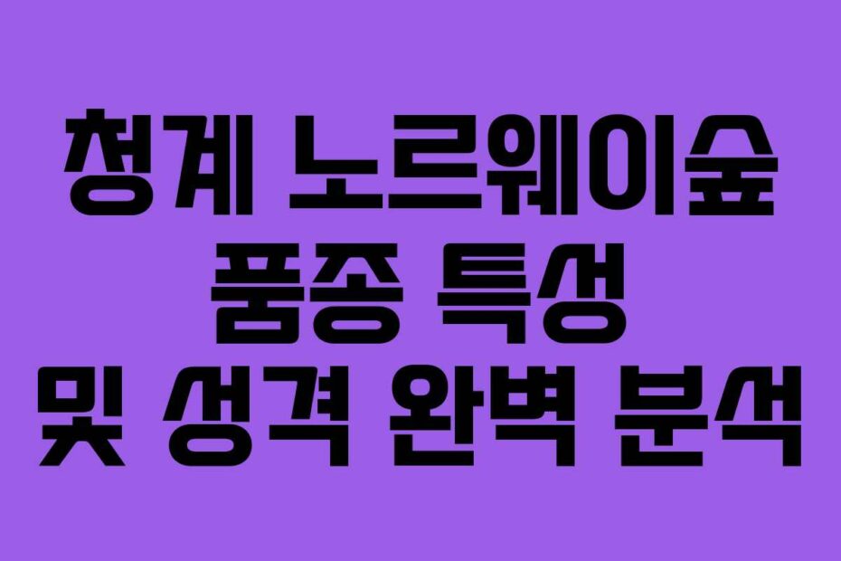 청계 노르웨이숲 품종 특성 및 성격 완벽 분석